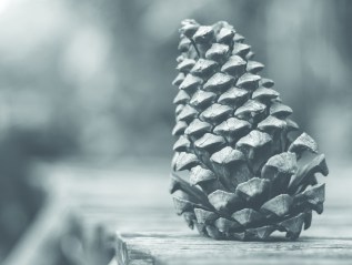 Rental Income Options